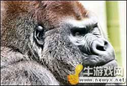 牛游戲網(wǎng)