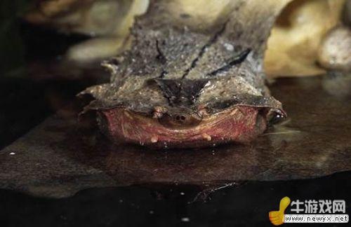 牛游戲網(wǎng)
