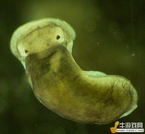 牛游戲網(wǎng)