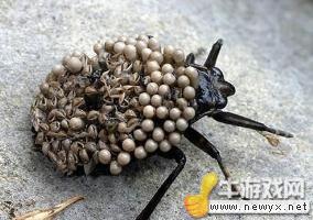 牛游戲網(wǎng)