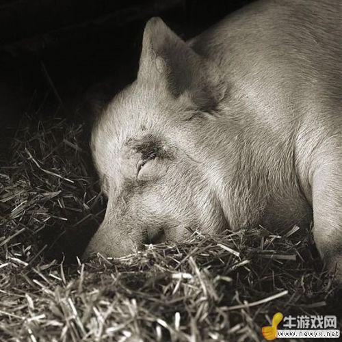 牛游戲網(wǎng)