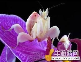 牛游戲網(wǎng)