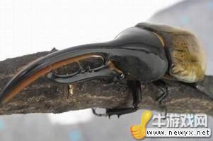 牛游戲網(wǎng)