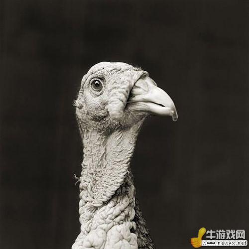 牛游戲網(wǎng)
