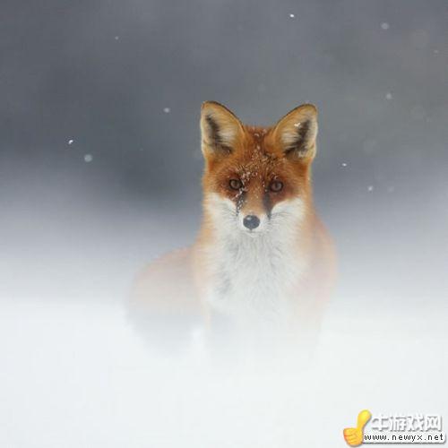 牛游戲網(wǎng)