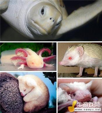 牛游戲網(wǎng)