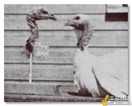 牛游戲網