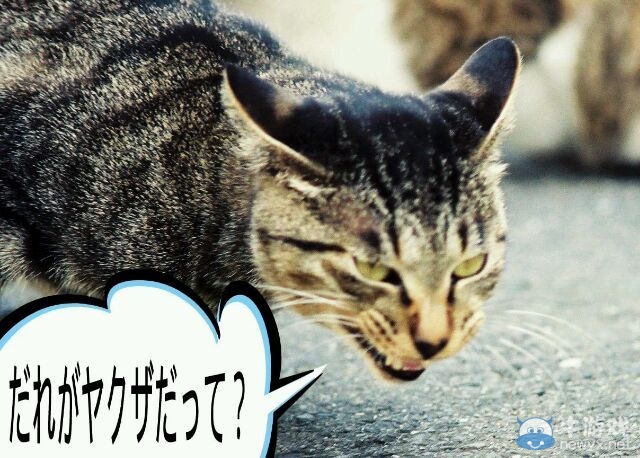 日本“黑幫臉”喵星人圖 很拉風(fēng)很拽霸氣十足