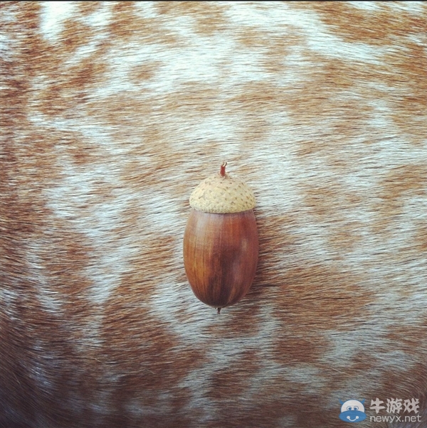 征服世界的汪星人！因二貨主人而紅遍全球的狗狗