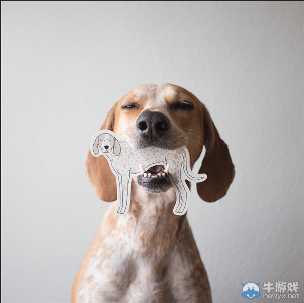 征服世界的汪星人！因二貨主人而紅遍全球的狗狗
