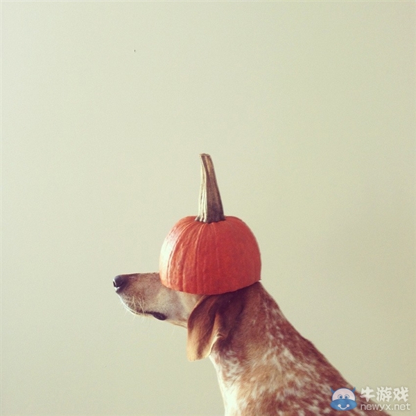 征服世界的汪星人！因二貨主人而紅遍全球的狗狗