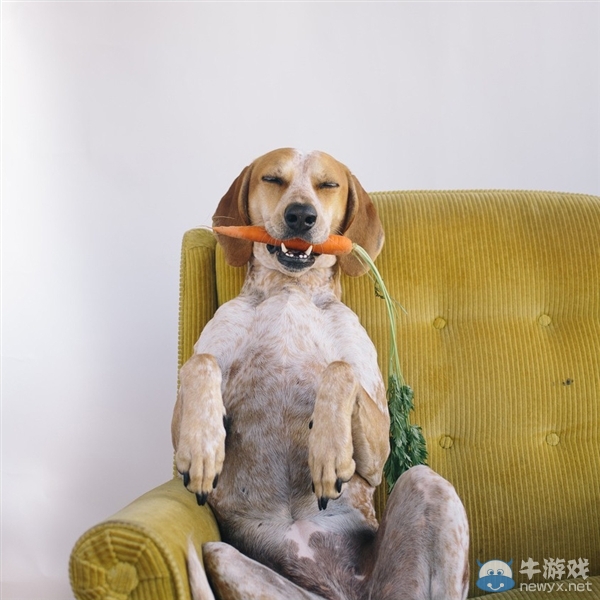 征服世界的汪星人！因二貨主人而紅遍全球的狗狗