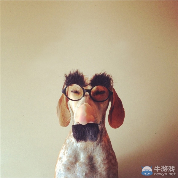 征服世界的汪星人！因二貨主人而紅遍全球的狗狗