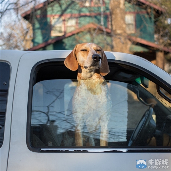 征服世界的汪星人！因二貨主人而紅遍全球的狗狗