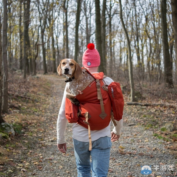 征服世界的汪星人！因二貨主人而紅遍全球的狗狗