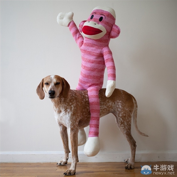 征服世界的汪星人！因二貨主人而紅遍全球的狗狗