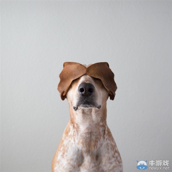 征服世界的汪星人！因二貨主人而紅遍全球的狗狗