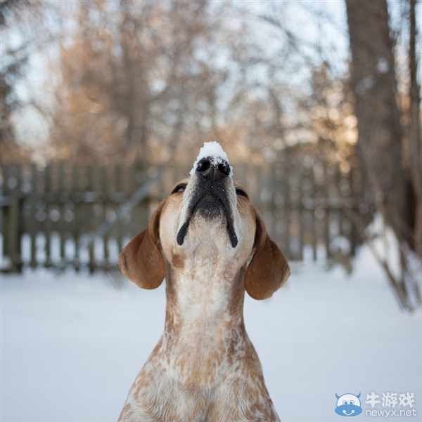 征服世界的汪星人！因二貨主人而紅遍全球的狗狗