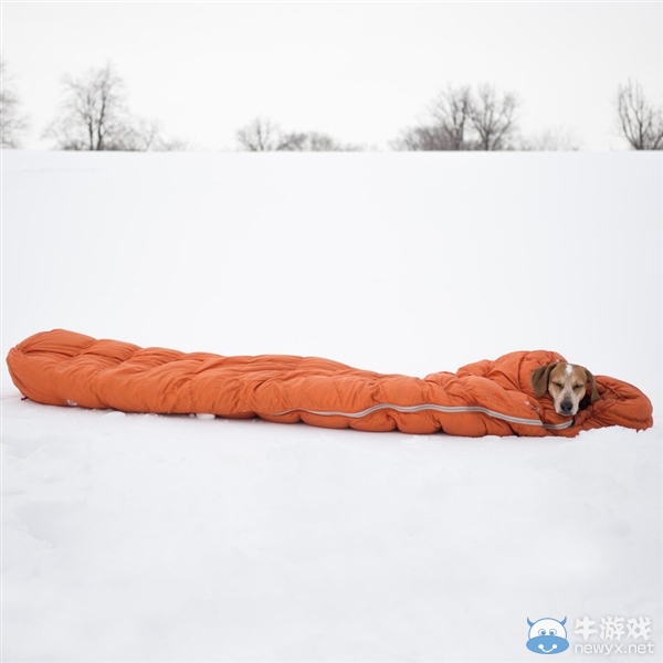征服世界的汪星人！因二貨主人而紅遍全球的狗狗