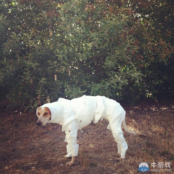 征服世界的汪星人！因二貨主人而紅遍全球的狗狗