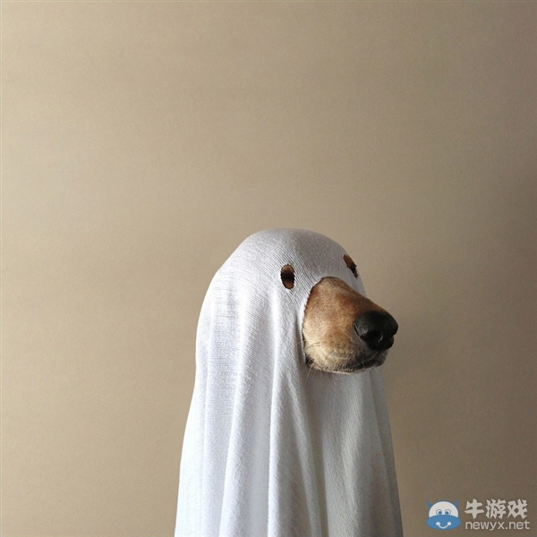 征服世界的汪星人！因二貨主人而紅遍全球的狗狗