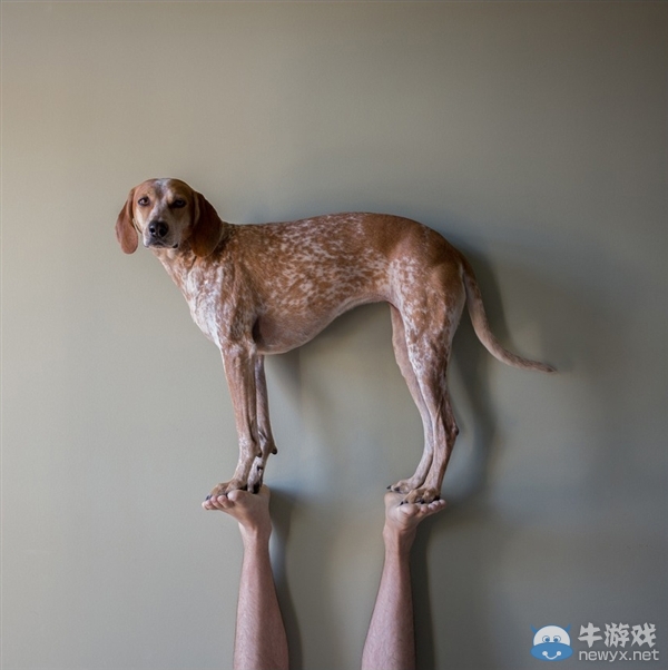 征服世界的汪星人！因二貨主人而紅遍全球的狗狗