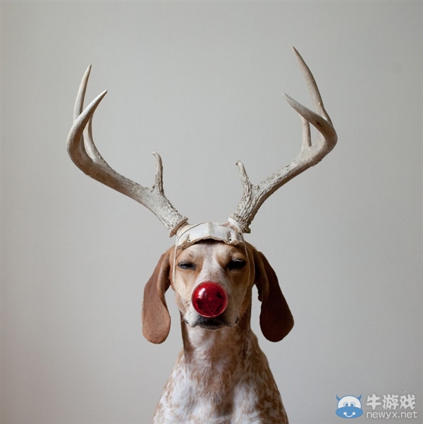 征服世界的汪星人！因二貨主人而紅遍全球的狗狗