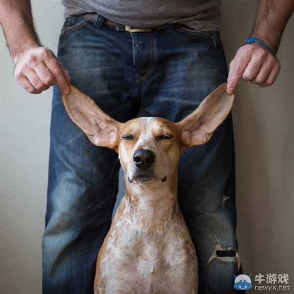征服世界的汪星人！因二貨主人而紅遍全球的狗狗