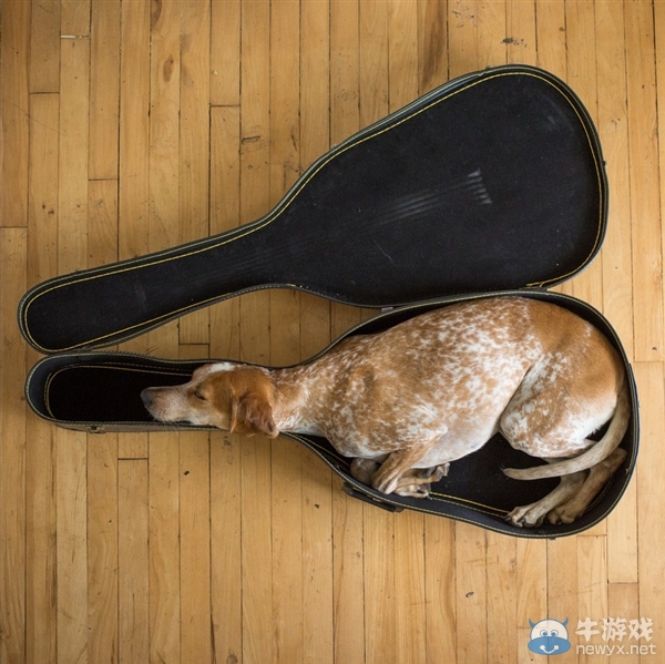征服世界的汪星人！因二貨主人而紅遍全球的狗狗