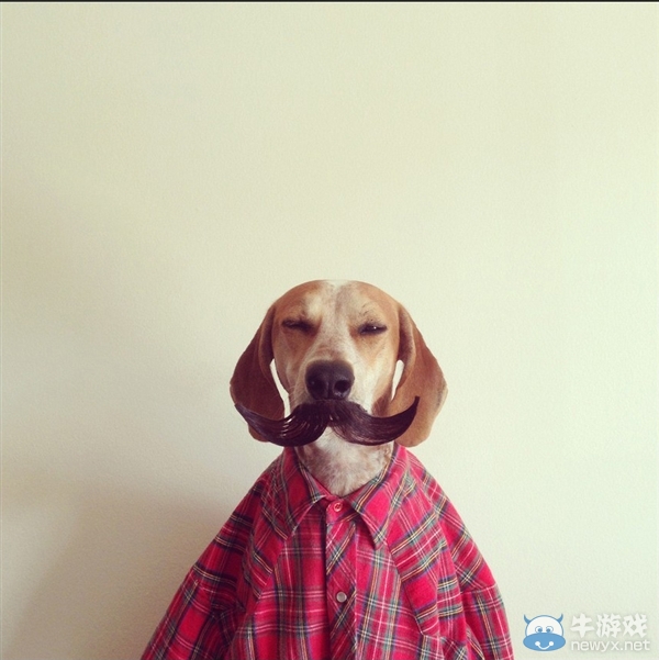 征服世界的汪星人！因二貨主人而紅遍全球的狗狗