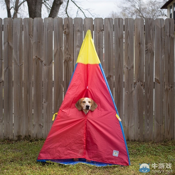 征服世界的汪星人！因二貨主人而紅遍全球的狗狗