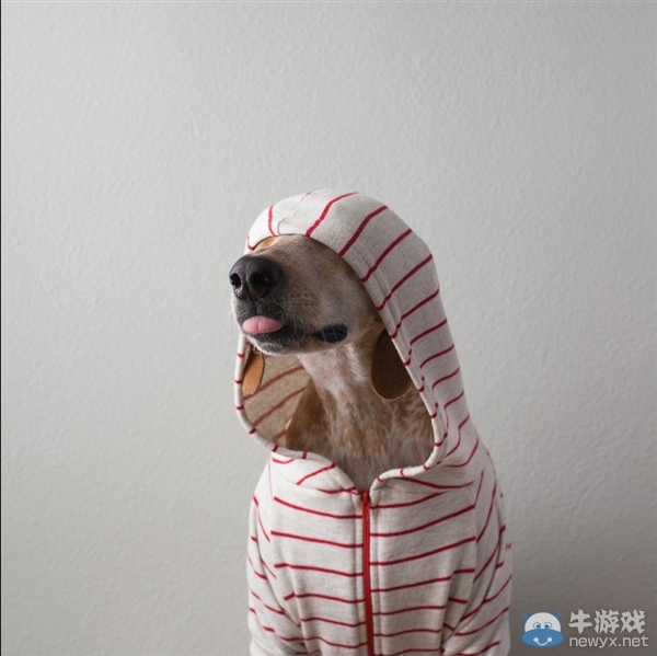 征服世界的汪星人！因二貨主人而紅遍全球的狗狗