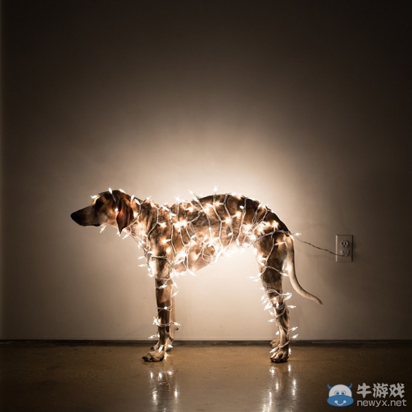 征服世界的汪星人！因二貨主人而紅遍全球的狗狗