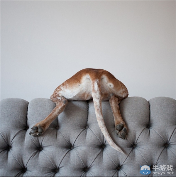 征服世界的汪星人！因二貨主人而紅遍全球的狗狗