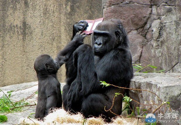 搞笑：大猩猩為NDS做的免費廣告