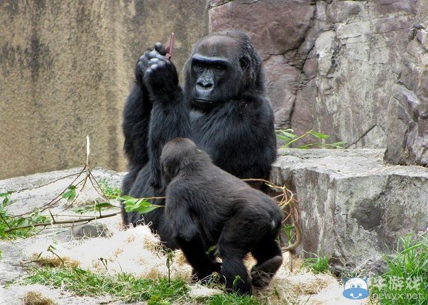 搞笑：大猩猩為NDS做的免費廣告