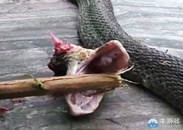 死而復生?眼鏡蛇斷頭20分鐘后奮起咬死廚師