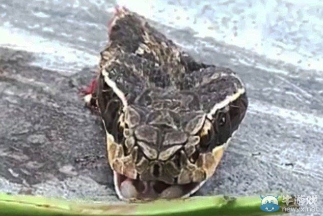 死而復生?眼鏡蛇斷頭20分鐘后奮起咬死廚師