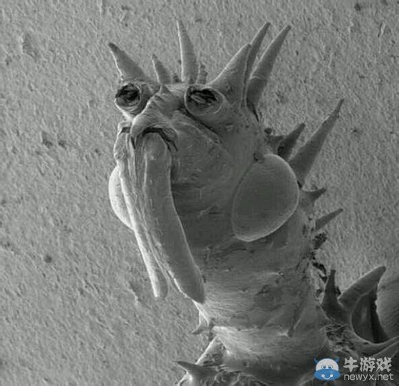 膽小者慎點!十種生物顯微鏡下露真容：真尼瑪惡心