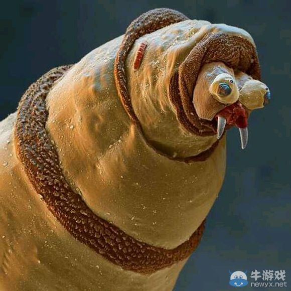 膽小者慎點!十種生物顯微鏡下露真容：真尼瑪惡心