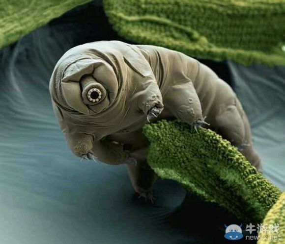 膽小者慎點!十種生物顯微鏡下露真容：真尼瑪惡心