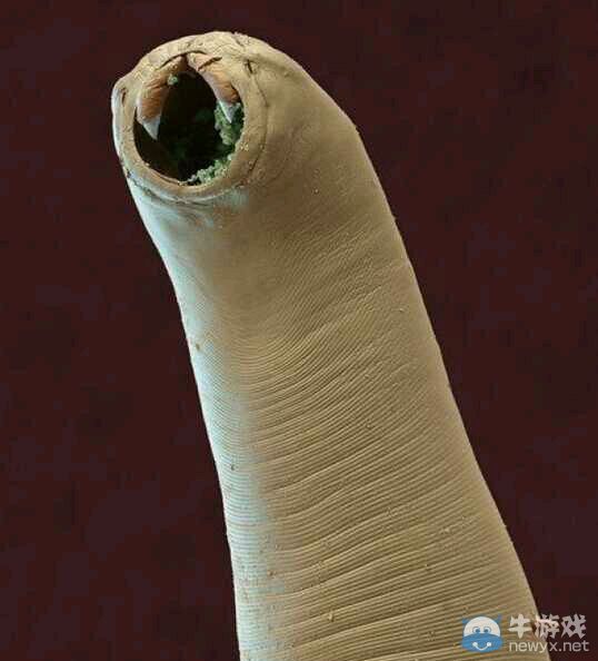 膽小者慎點!十種生物顯微鏡下露真容：真尼瑪惡心