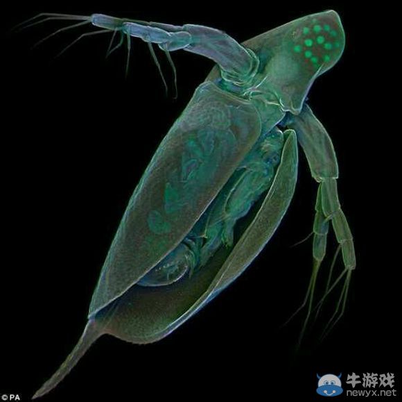 膽小者慎點!十種生物顯微鏡下露真容：真尼瑪惡心