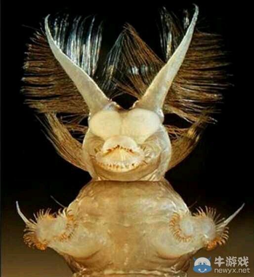 膽小者慎點!十種生物顯微鏡下露真容：真尼瑪惡心