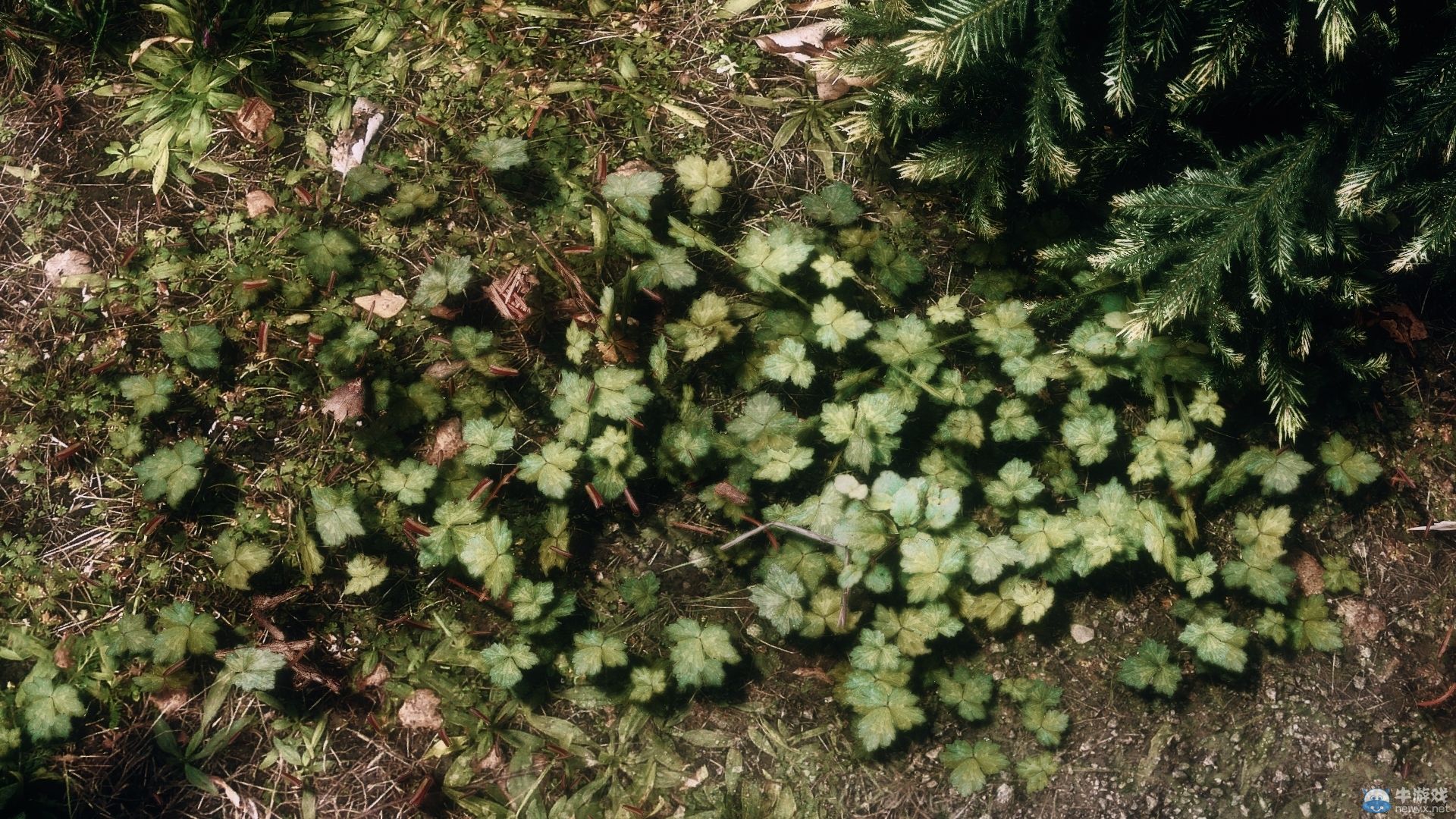 《上古卷軸5：天際》新MOD圖：美眉手執(zhí)光劍很性感