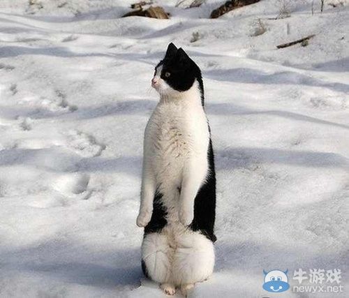 百變喵星人 “我可以成為任何生物”