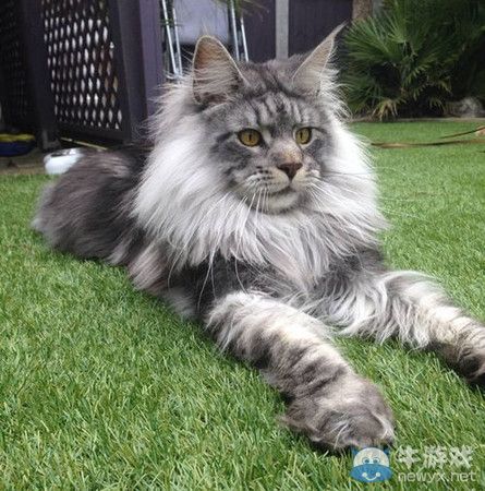 百變喵星人 “我可以成為任何生物”