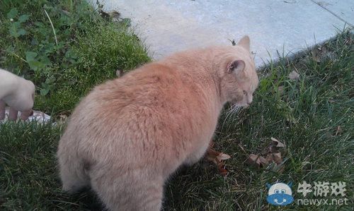 百變喵星人 “我可以成為任何生物”