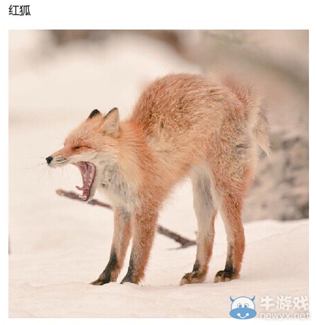 7種北海道萌物一覽 皮卡丘原型也在其中