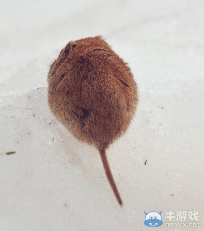 7種北海道萌物一覽 皮卡丘原型也在其中